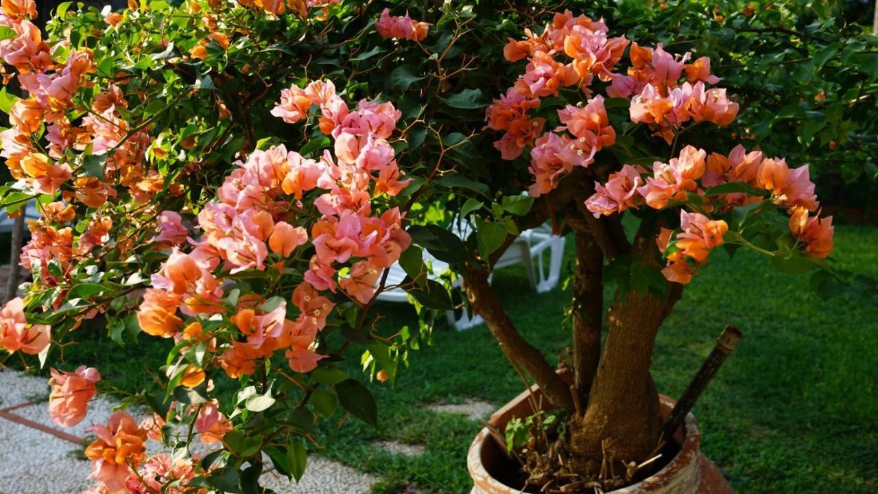 Villa Megna - Green Paradise B&B Palermo Eksteriør bilde